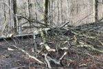 04 - 2019-03-10 Baum 7Wege