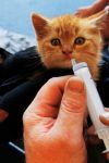 2021-06-14_katzenrettung_02