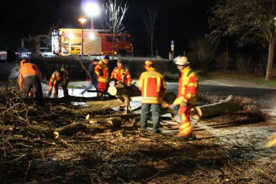 2016 02 15 baumfaellen 2